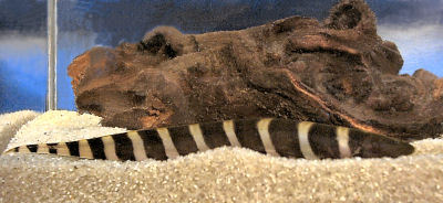 Zebra Knifefish - 10-30 cm Brown Freshwater, Hardy Solitary Aggressive Ornamental Fish