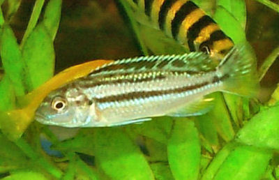 Fish Auratus Golden Cichlid - Yellow Color, Variable Size, Hard Water | Algae Control, Easy Breeding, Aggressive, Moderate Care, Large Tank Needed