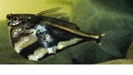Aquarium Fresh Water Fish
