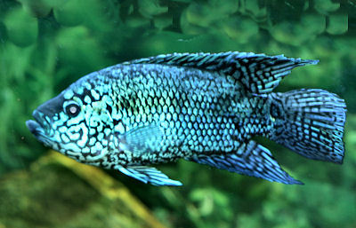 Fish Electric Blue Jack Dempsey
