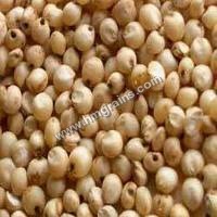 Sorghum Jawar
