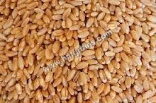 Trishool Wheat