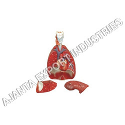 Heart &lungs Model - 4 Parts