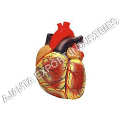 Human Heart Extra Large Size Application: For Lab And Hospitals Use