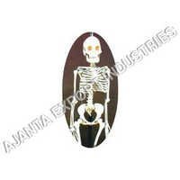 Human Skeleton Model Application: For Lab And Hospitals Use