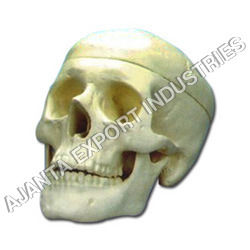 Human Skull Model - 2 Parts