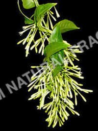 Raat Raani Attar - Chemical Name: Herbal Extract