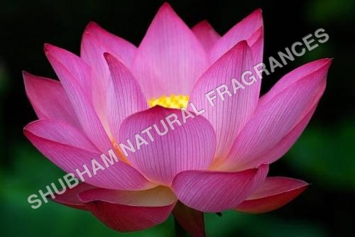 Pink Lotus Attar - Chemical Name: Herbal Extract