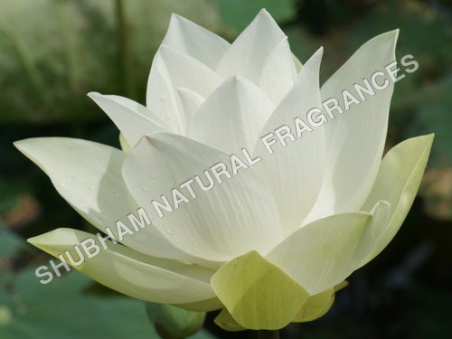 White Lotus Attar