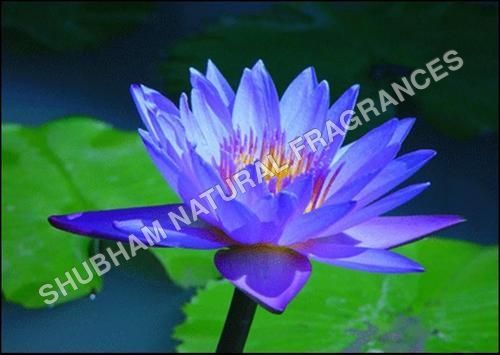 Blue Lotus Attar