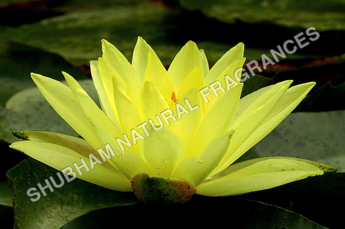 Yellow Lotus Attar