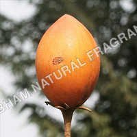 Bakul Attar - Chemical Name: Herbal Extract