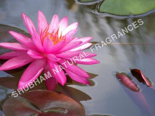 Pink Lotus Absolute By SHUBHAM NATURAL FRAGRANCES