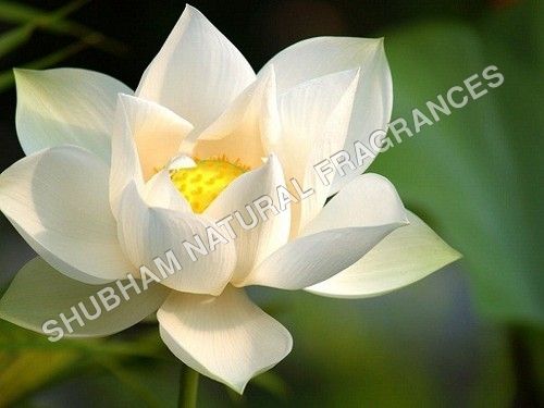 White Lotus Absolute