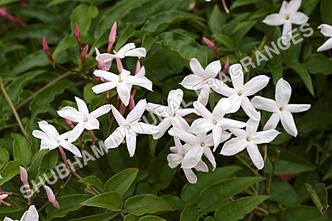 Jasmine Grandiflorum Absolute - Chemical Name: Herbal Extract