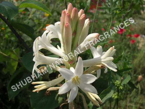 Tuberose Absolute (Polyanthes Tuberosa) 