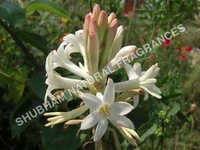 Tuberose Absolute (polyanthes Tuberosa) - Chemical Name: Herbal Extract