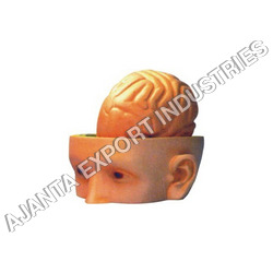 Human Head & Brain - 3 Parts