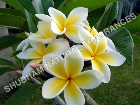 Frangipani Absolute - Chemical Name: Herbal Extract