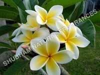 Frangipani Absolute - Chemical Name: Herbal Extract