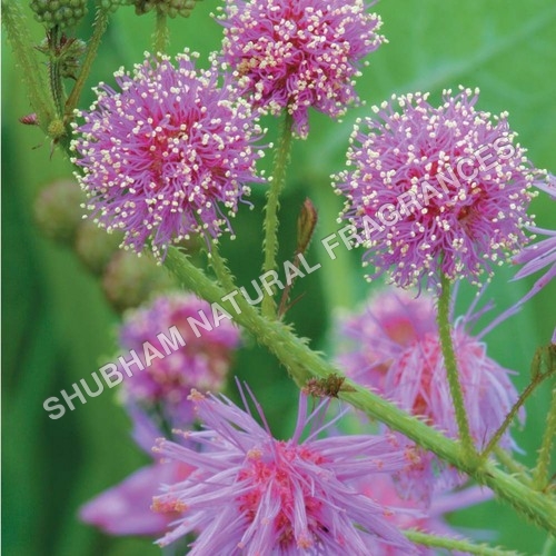 Mimosa Absolute - Chemical Name: Herbal Extract
