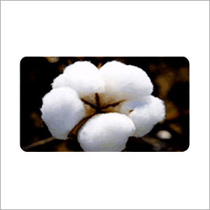 Raw Cotton