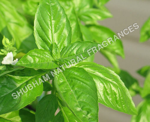 Basil Oil tulsi Attar at Best Price in Kannauj Shubham Natural