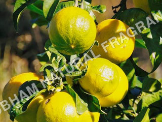 Bergamot Oil 