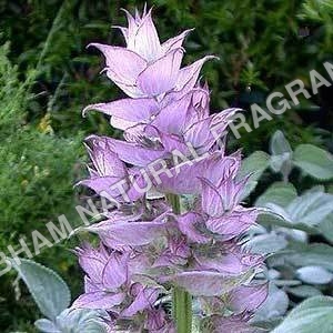 Clary Sage Oil 