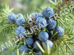 Juniper berry oil 