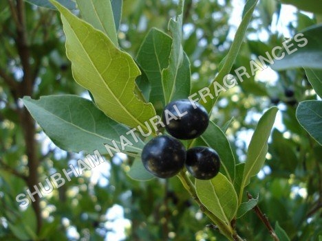 Laurel berry oil 
