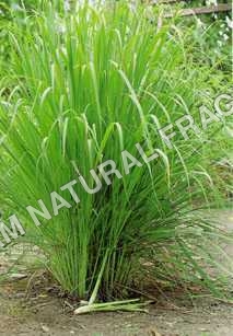 Lemon Grass Oil