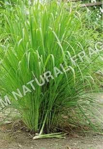 Lemon Grass Oil - Age Group: All Age Group