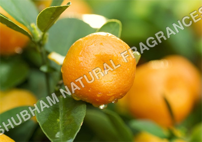 Mandarin Oil By SHUBHAM NATURAL FRAGRANCES