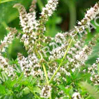 Spearmint Oil By SHUBHAM NATURAL FRAGRANCES