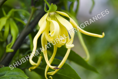 Ylang Ylang Oil 