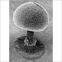 Slime Mould Fruit Body