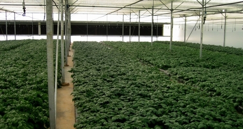 Greenhouse Thermal Net