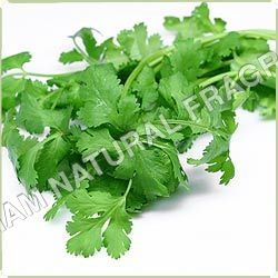 Coriander Oil