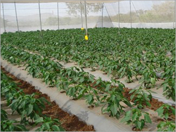 Protected Cultivation