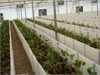 Horticultural Plantation