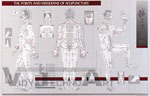 Acupuncture Laminated Charts