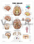 Brain Anatomical Chart