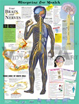 Blueprint For Health - Your Brain & Nerves - Anato
