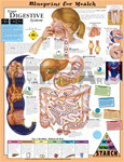 Blueprint For Health Your Digestive System Anatomi