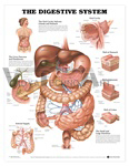 Digestive System Chart
