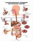 Gastroesophageal Disorders And Digestive Anatomy A