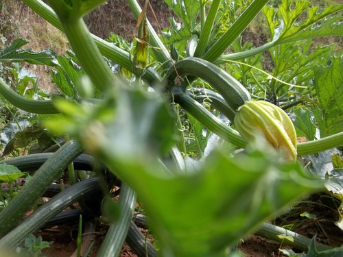 Zucchini Farming