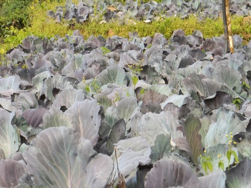 Red Cabbage Farm