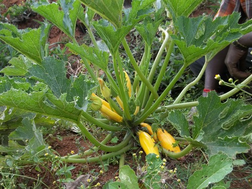 Yellow Squash Farm